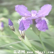 蓝色鸢尾花的花语