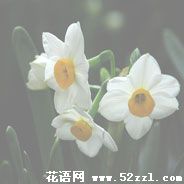 西洋水仙花的花语