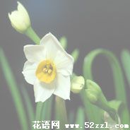 山水仙的花语