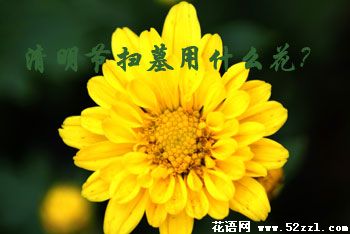 清明节扫墓送花的讲究