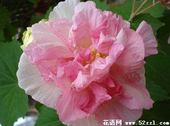 关于芙蓉花的传说