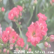 长寿花的花语是什么