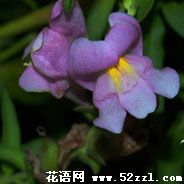 金鱼草花语—各种金鱼草花语大全