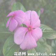 长春花的花语