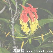 嘉兰的花语