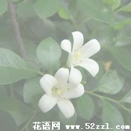 九里香的花语