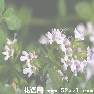  百里香（麝香草）的花语