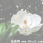 广玉兰（荷花玉兰）的花语