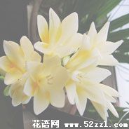 香雪兰（小苍兰）的花语