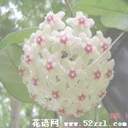 球兰的花语