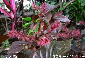 红桑花（铁苋菜）的花语