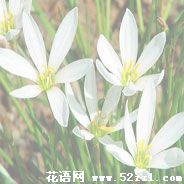 葱兰的花语