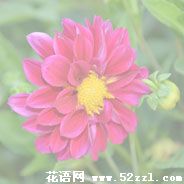 小丽花的花语