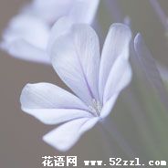 蓝雪花的花语