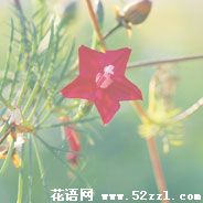 五星花的花语