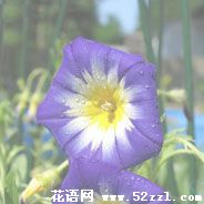 三色旋花的花语