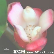 老虎花的花语