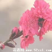 碧桃花的花语