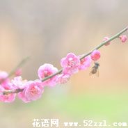 梅花的花语