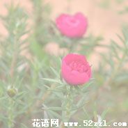 半枝莲（韩信草）的花语