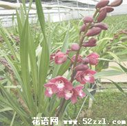 大花蕙兰的花语