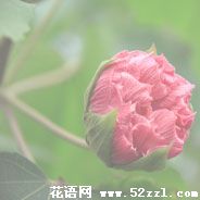 芙蓉花的花语