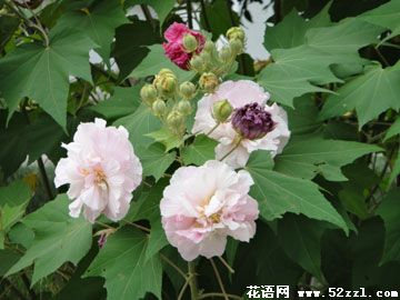 芙蓉花的传说