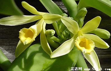 香子兰（香荚兰）的花语