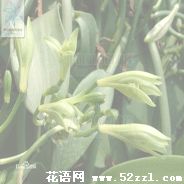 香子兰（香荚兰）的花语