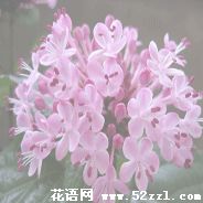 玉丁香的花语