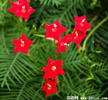 五星花（茑萝花）的花语