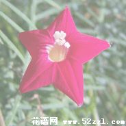 五星花（茑萝花）的花语