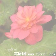 待宵花的花语