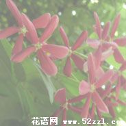 使君子（留球子）的花语