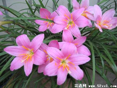 韭菜兰的花语