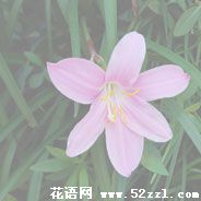 韭菜兰的花语