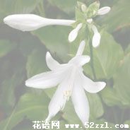 晚香玉（夜来香）的花语