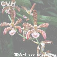 花蜘蛛兰的花语