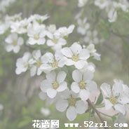 珍珠花的花语