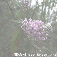 密蒙花的花语