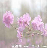 金达莱（兴安杜鹃）的花语