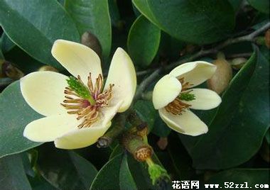 优昙花（山玉兰）的花语