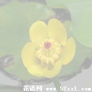 萍蓬草的花语