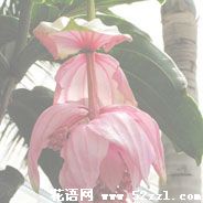 宝莲灯花的花语