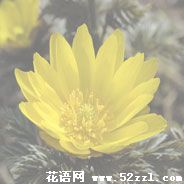 秋福寿草的花语