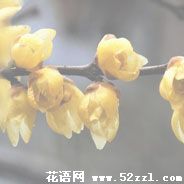 腊梅（蜡梅）的花语