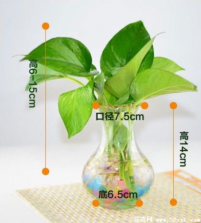 水培植物 绿萝吊兰室内养殖防辐射 净化空气