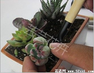 各种迷你型多肉植物