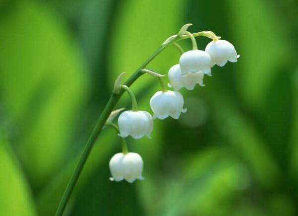 铃兰花花语