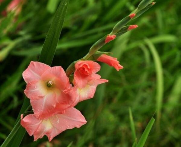 剑兰的花语是什么，祝福节节高升